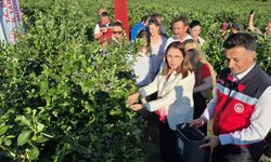 Bartın'da yaban mersini hasadı: Kilosu 850 TL!