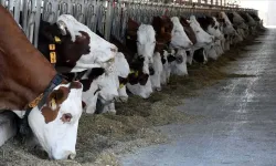 Ari işletmeler ve hayvan hastalıkları tazminatında şartlar değişti!