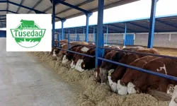 TÜSEDAD açıkladı: Temmuz ayı 1 litre sıcak çiğ süt üretim maliyeti 26,87 TL