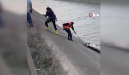 Kars'ta sulama kanalına düşen hayvanlar telef oldu