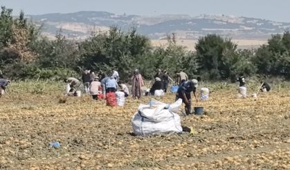 Bursa’da Zarar Eden Çiftçi Patates Tarlasını Vatandaşa Dağıttı