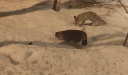 Hakkari’de Şaşırtan Manzara: Tilkiyle Kedi Yan Yana Beslendi