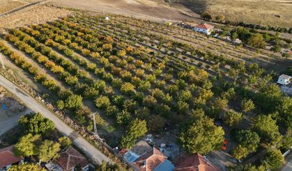 Yozgat'ta Ceviz Hasadı: Verim Yüksek, Fiyat Düşük