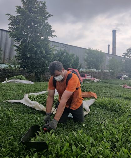 Çay Fabrikasının Bacasından Kömür Tozu Yağıyor