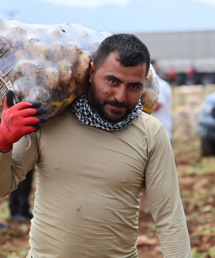 Günde 250 Ton Patates Yüklüyorlar, Aylık 100 Bin TL Kazanıyorlar