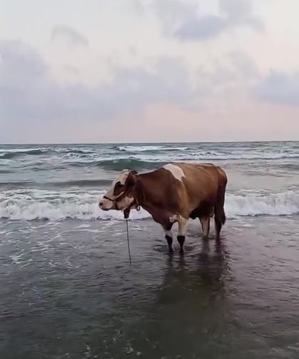 Kavurucu Sıcaktan Bunalan İnek Denize Girdi