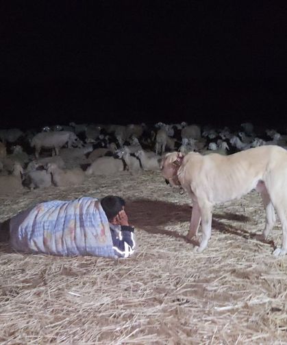 Çobanlardan Kavurucu Sıcakta Gece Otlatma Çözümü