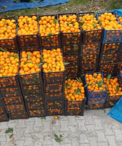 Hatay’da Mandalina Tarlada 2 TL, Markette 35 TL: Çiftçi Zararına Satıyor
