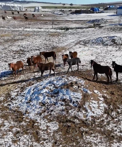 Soğuğa Rağmen 100 Ata 24 Saat Nöbet! Zorlu Kış Mesaisi
