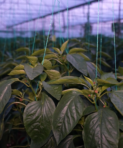 Antalya’da Don Nöbeti Tarih Oldu: Seralar Cebe Taşındı