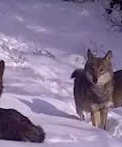 Kurtlar Ağzında Kemikle Görüntülendi