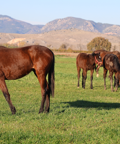 Kozan’da Milyonluk Safkan Taylar Yetiştiriliyor
