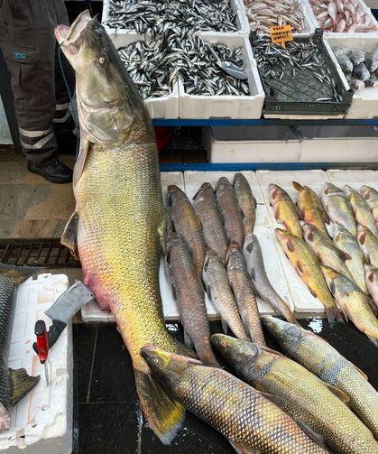 Batman Tezgahında Dev Turna: Gören Telefona Sarıldı