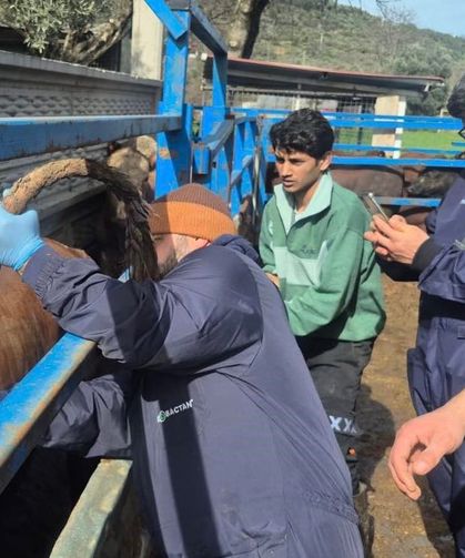 Menteşe’de İthal Besilik Sığırlar Yakın Takipte: Detaylar Ortaya Çıktı