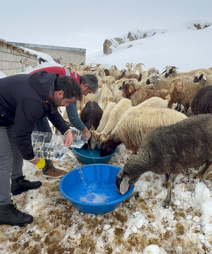 Karda Susuz Kalan Sürüye Devlet Eli Uzandı