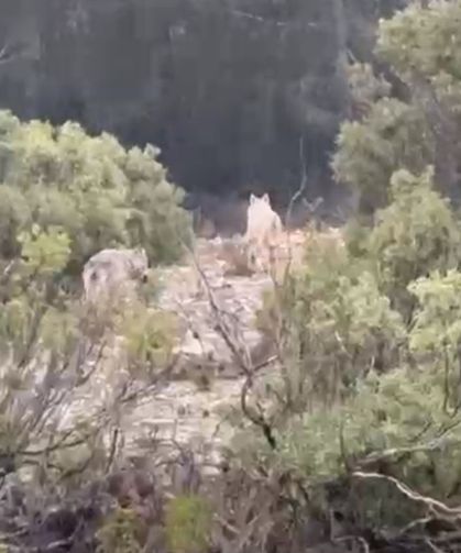 Muğla’da Doğada Nadir An: Kurtlar Kameraya Takıldı