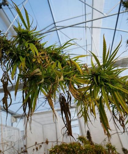 OMÜ’den Kenevir Hamlesi: Sağlık Ve Sanayi İçin Yerli Çeşitler