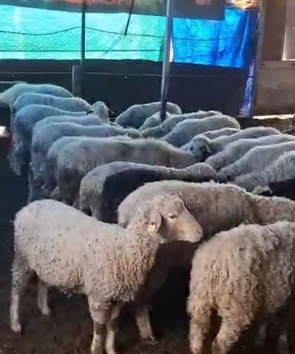 Denizli’de 4 Koyunla Başladılar, 6 Yılda 600 Sakız Cinsi Küçükbaş Ürettiler