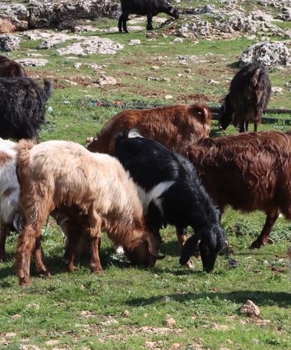 Şanlıurfa’da Kar ve Yağmur Toprağa Can Suyu Oldu