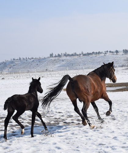 Şampiyon Adayı Taylar Doğmaya Başladı