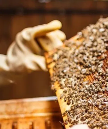 Balda Ordu, Kolonide Muğla Zirvede: Veriler Açıklandı