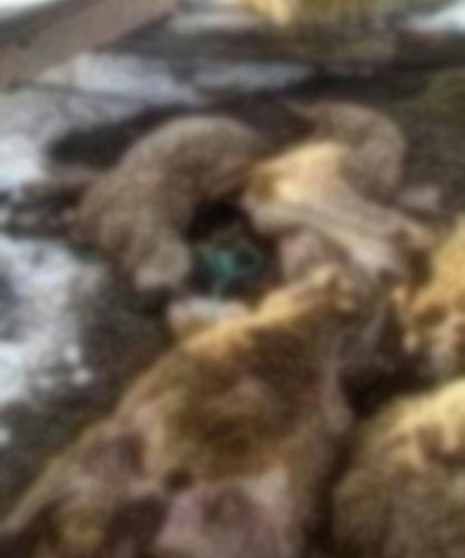 Sivas’ta Kar Faciası: Ahır Çöktü, 54 Küçükbaş Telef Oldu