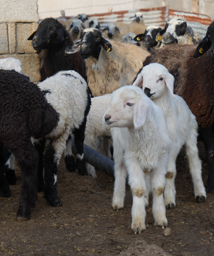 Muş’ta Küçükbaşta Büyük Artış: 650 Bin Yavru Bekleniyor