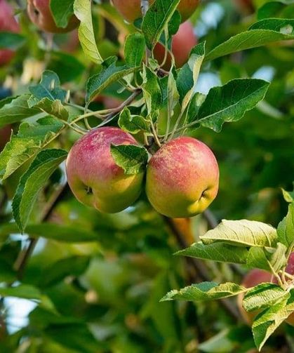 Isparta’da Elmada Büyük Kayıp: Yüzlerce Ton İmha Edildi