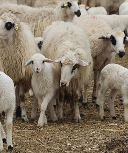 KÜÇÜKBAŞTA BÜYÜK HAMLE