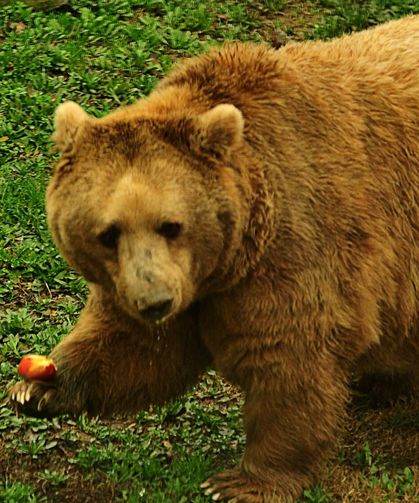 Karlar Eriyor, Tehlike Büyüyor: Ayılar Yaylada!