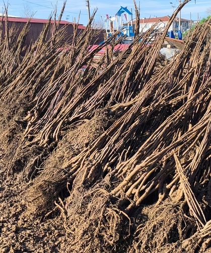 Muğla’da Üreticiye Dev Fidan Desteği: 50 Bin Ağaç Toprakla Buluştu