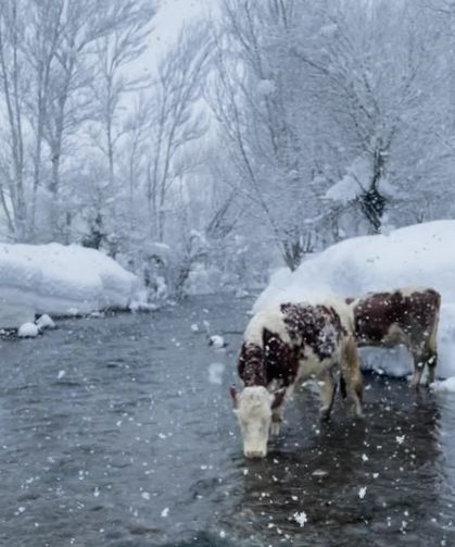 Ovacık’ta Besicilerin Zorlu Kış Mesaisi