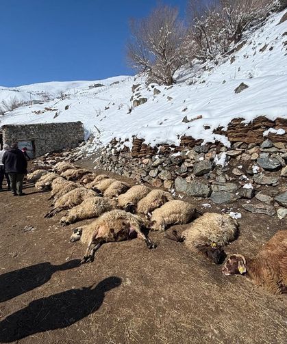 Başkale’de Ahır Yangını: 68 Hayvan Telef Oldu