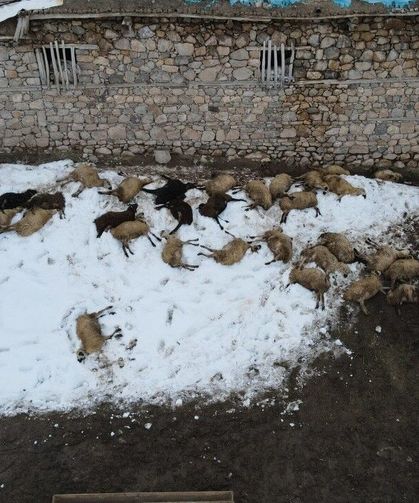 Kemah’ta 80 Koyun Telef Oldu, Zehirlenme Şüphesi