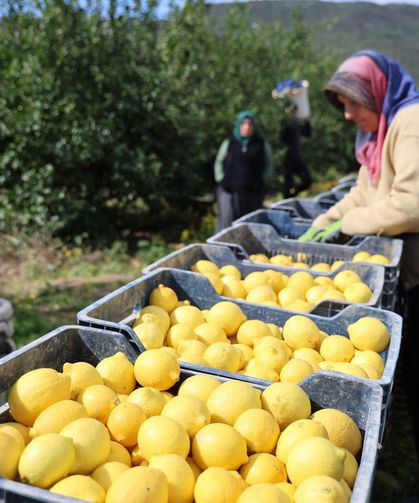 Kozan’da Dikenli Limon Üreticinin Yüzünü Güldürdü