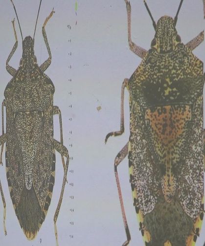 Karadeniz’de kokarca alarmı: 2030’dan sonra etkisi azalacak