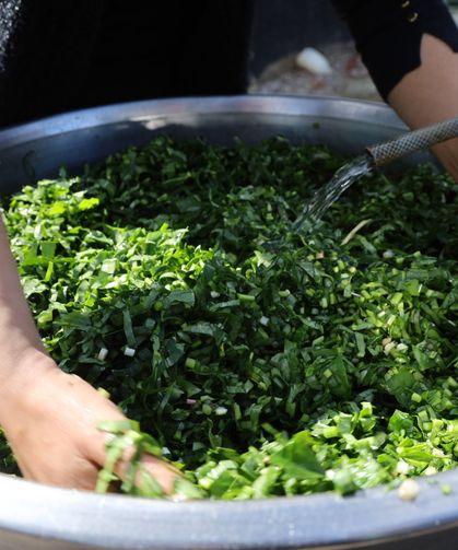 Adana’da Zehirli Yılan Pancarı Tırşik Haline Geliyor, İftar Sofralarına Lezzet Katıyor
