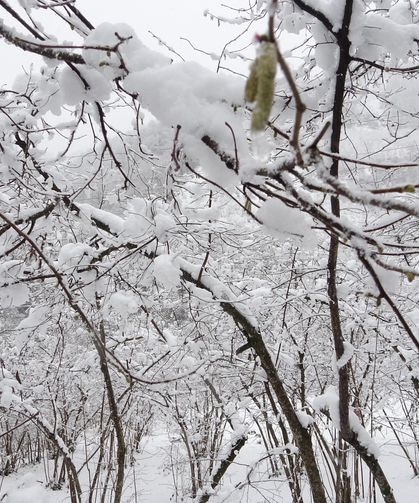 Fındık İçin Kritik Uyarı! Mart Soğuğu Don Riski mi?
