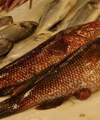 Mersin’de Tropikal Balık Şaşkınlığı! Lagos Tezgahlarda