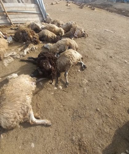 Kurt Panik Yarattı: 64 Koyun Telef Oldu