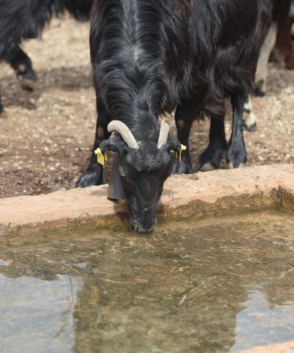 Zehirli Su İddiası: 43 Küçükbaş Telef Oldu