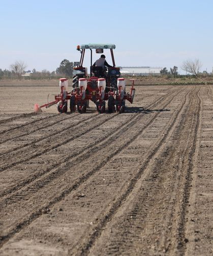 Çukurova’da Yağış Umudu: Mısır Ve Ayçiçeği Ekimi Başladı