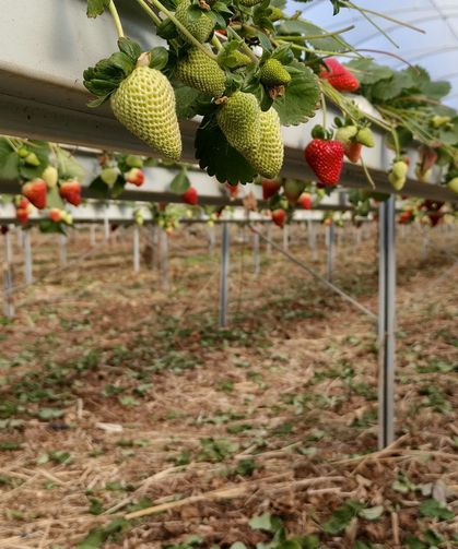 Silifke Çileğinde Hasat Başladı: Fiyat 160 Liraya Kadar Ulaşıyor