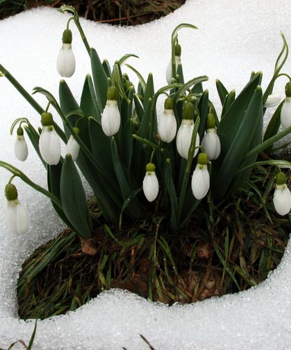 Torosların Gelinliği İçin Kritik Karar: 7 Milyon İhraç