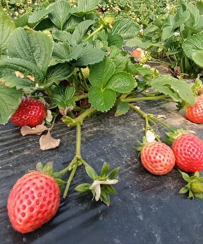 Köprübaşı Çileğinde Rekor Fiyat: Kilosu 200 TL