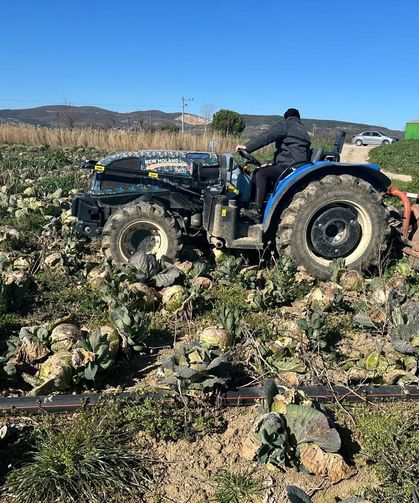 Pazarda 70 Lira, Tarlada Çürüyor: Lahanada Büyük Kriz