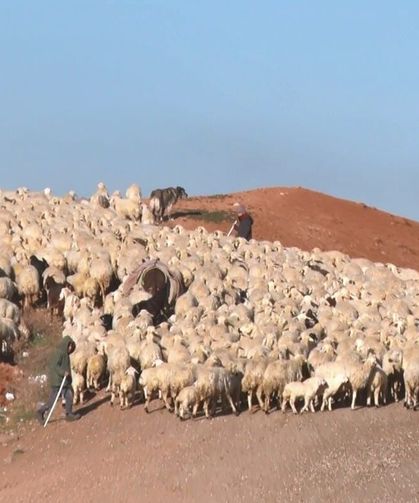 Sürüde Duygusal Buluşma: Kuzular Annelerini Böyle Buldu!