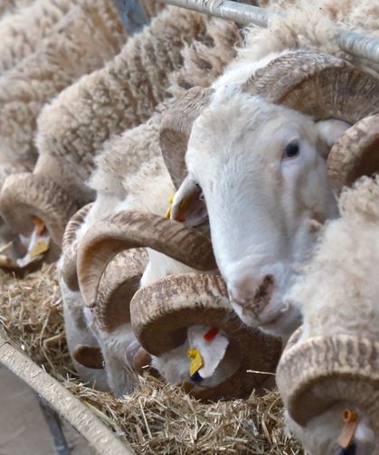 Rekor Fiyatlı Koçlar Satışa Çıkıyor: Gözler 25 Mart’ta