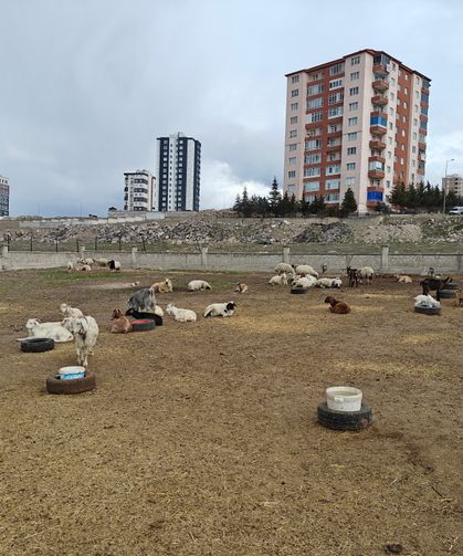 Gece Yarısı Dehşeti! Ahıra Saldırdılar: 6 Keçi Telef, 5’i Kayıp