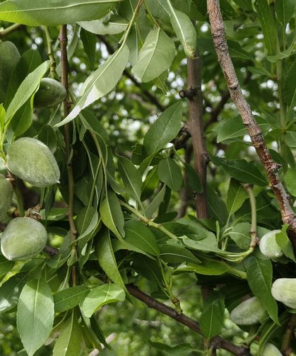 Sezonun İlk Sürprizi! Çağla 150 TL’den Tezgâhta